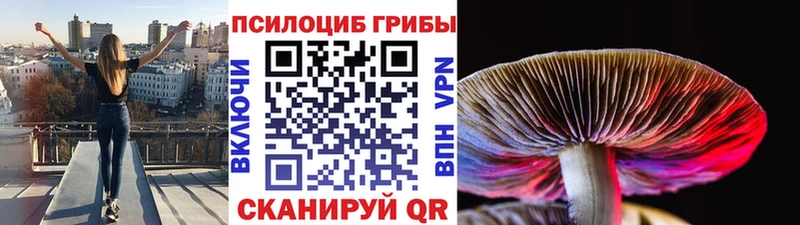 блэк спрут как зайти  нарко площадка официальный сайт  Вологда  Галлюциногенные грибы Psilocybe  магазин продажи наркотиков 